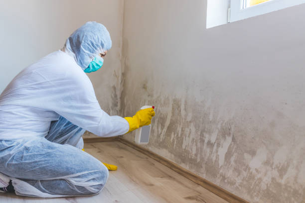 Licensed Black Mold Removal service in Venice, FL - WQB Mold Removal