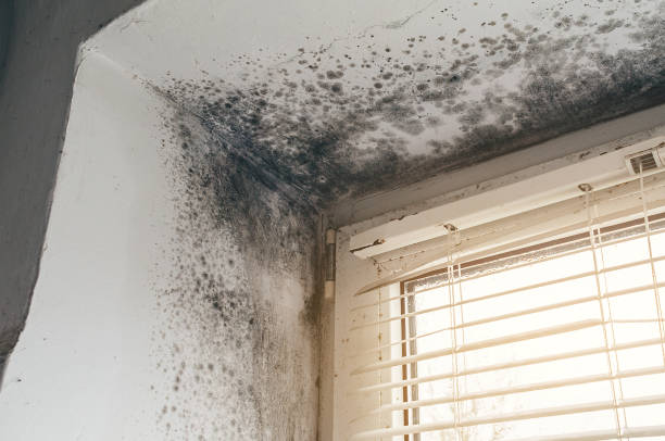 Affordable Black Mold Removal solutions in Venice, FL
